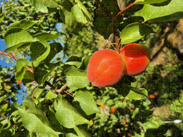 Fiche variétale abricot 2025 - Variété  WINNIE COT cov